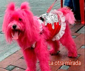 Animaladas