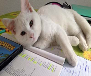 Gatita perdida