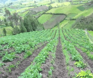 Agricultura abre el plazo para la presentación de la Solicitud Única de ayudas de la PAC de 2016