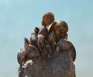 La CHG instala en Los Bermejales una estación de desinfección de mejillón cebra