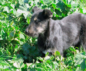 La Asociación Protectora de Animales Solitarios de Alhama necesita colaboración para seguir ayudando a los animales abandonados de la Comarca
