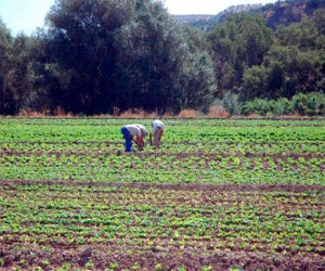 Convocadas las ayudas para los programas operativos de las Organizaciones de Productores de Frutas y Hortalizas