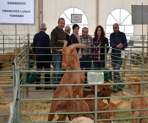 La Feria Ganadera de Zafarraya va tomando impulso en la celebración de su segunda edición este año