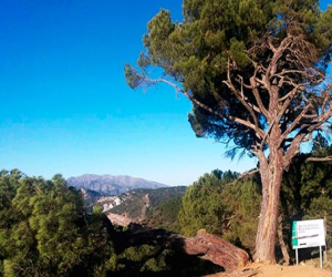 El pino de las ‘Cinco ramas’ resultó dañado en el pasado temporal
