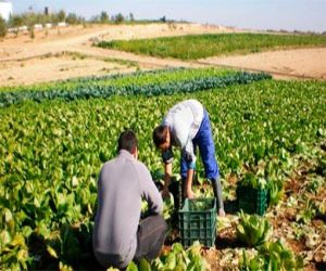 El plazo de presentación de la solicitud única 2017 de la Política Agrícola Común se amplía hasta el 15 de mayo