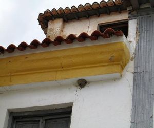 En tiempo de nidos