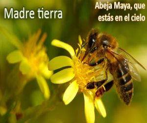 Abeja Maya, que estás en el cielo