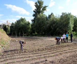 Los huertos sociales dan sus primeros frutos