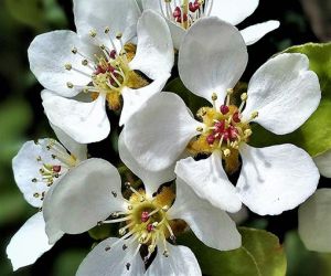 Flor del caqui