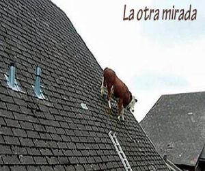 El toro en el tejado