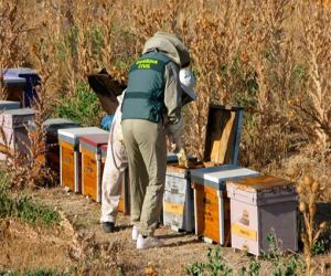 Investigan a un individuo por el robo de 58 colmenas valoradas en más de 15.000 euros en Alhama