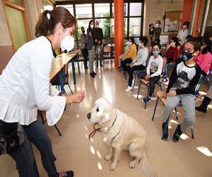 Diputación lanza una campaña de concienciación sobre los perros de asistencia y su inclusión en la sociedad