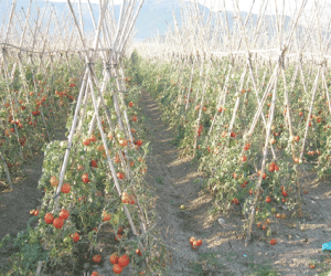 Menos tomates y más baratos