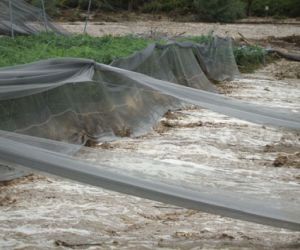 Reclaman ayudas para los agricultores afectados por las tormentas