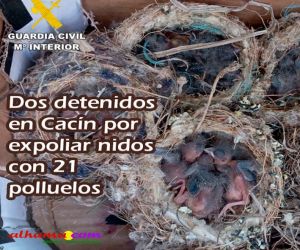 Dos detenidos en Cacín por expoliar nidos con 21 polluelos