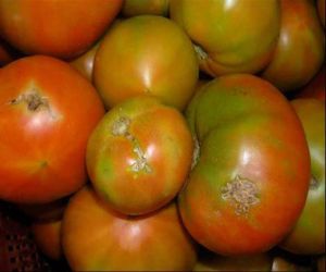 Agricultura pone en marcha una campaña contra la polilla del tomate