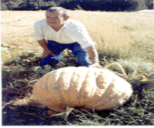 Supercalabaza en Fornes