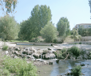 Centenares de barbos muertos en el río Alhama