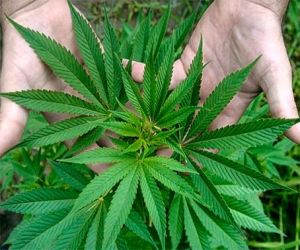 Detenido por posesión de marihuana