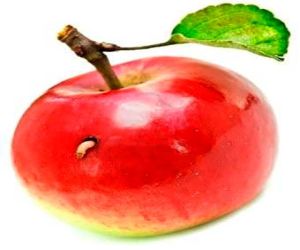 Manzanas podridas