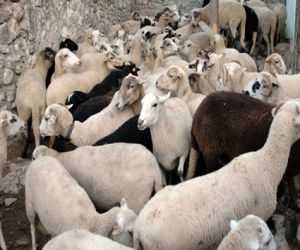 Ganaderos de la raza ovina Lojeña en nuestra Comarca aprenden cómo sacar más beneficio de los elaborados cárnicos