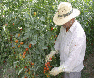 Expertos de distintos ámbitos expondrán su experienica para mejorar la comercialización del tomate cherry de la comarca