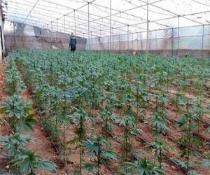 La Guardia Civil descubre 1412 plantas de cannabis sativa en un invernadero de Játar