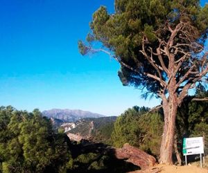 El pino de las ‘Cinco ramas’ resultó dañado en el pasado temporal