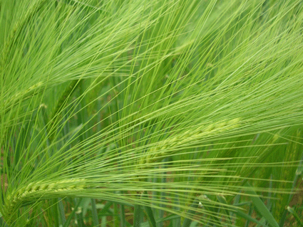 Cereales en el Llano de Dona