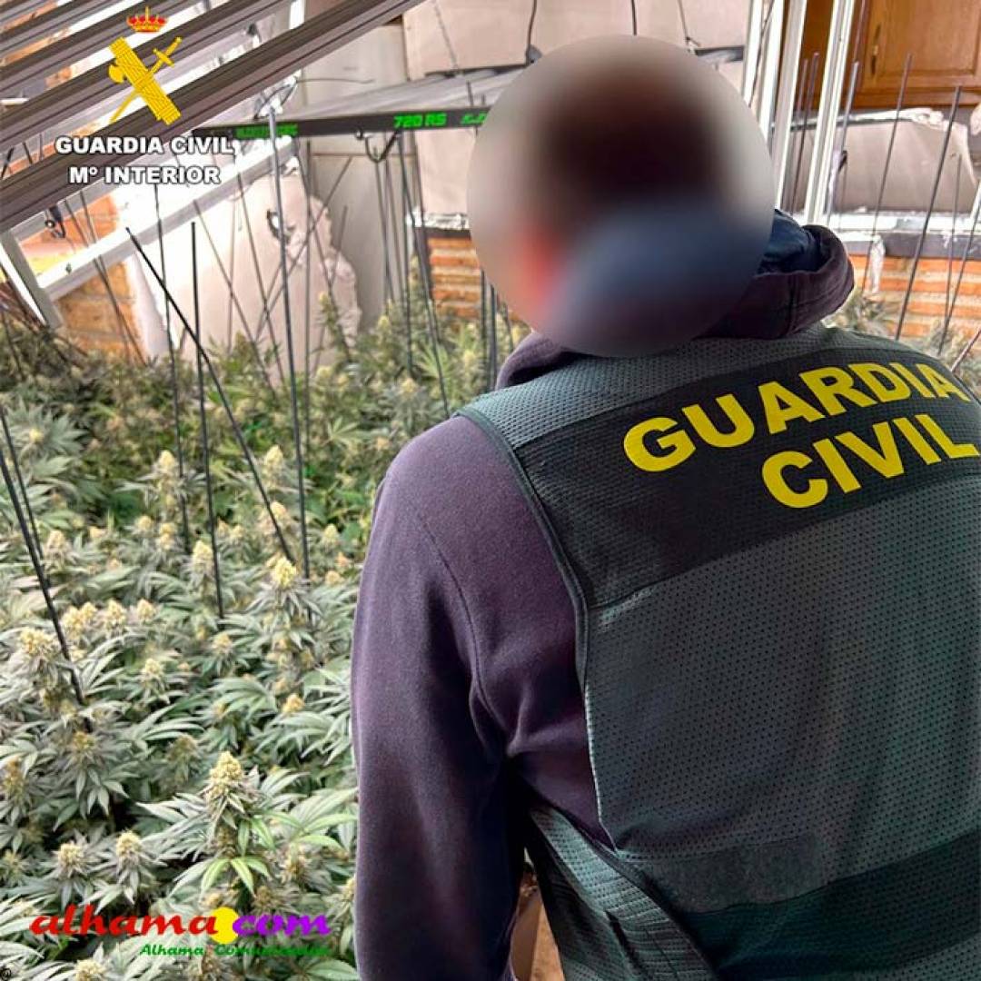 Más de 11.800 plantas de marihuana incautadas en la provincia de Granada al finalizar el mes de marzo