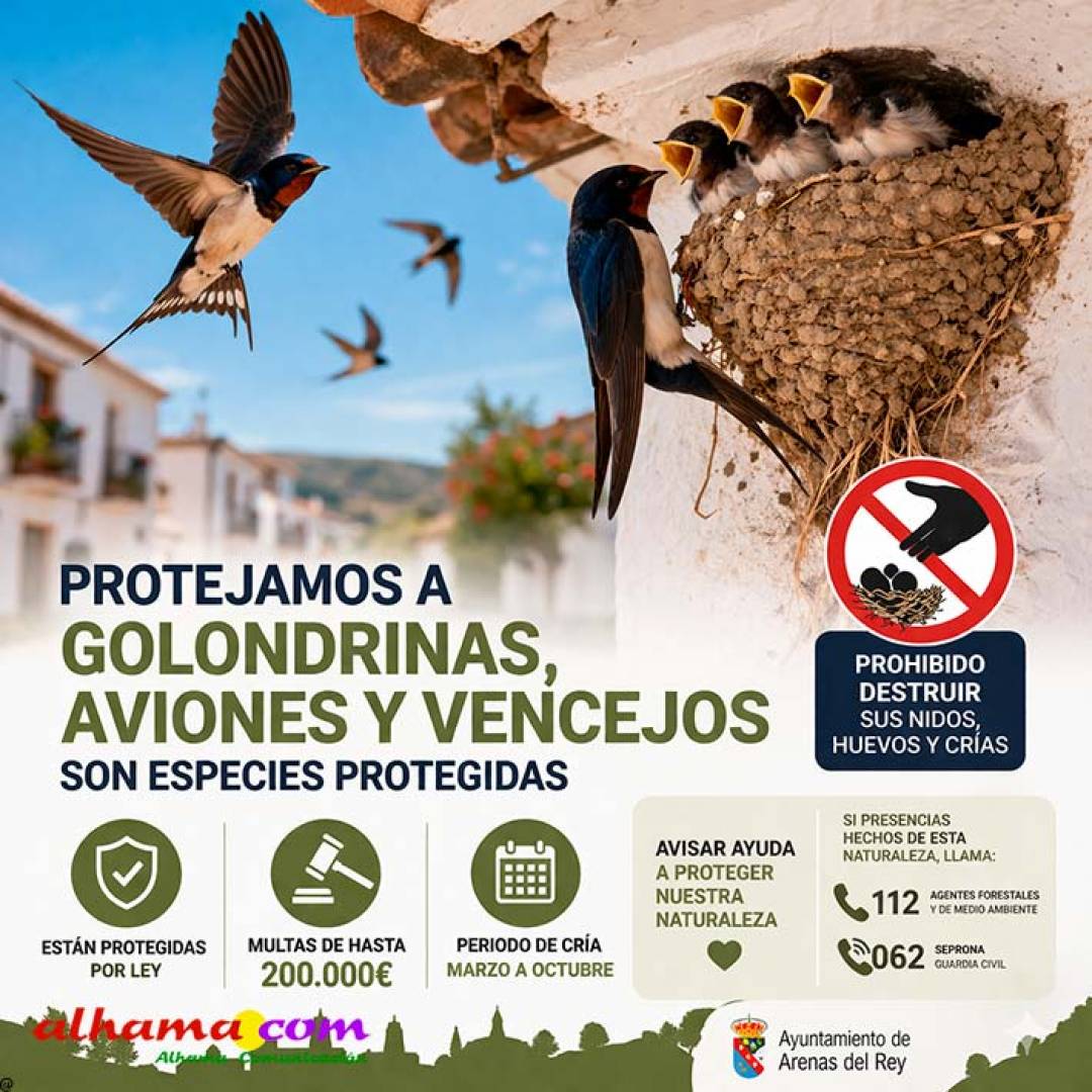 El Ayuntamiento de Arenas del Rey recuerda que destruir nidos de golondrinas puede acarrear multas de hasta 200.000 euros