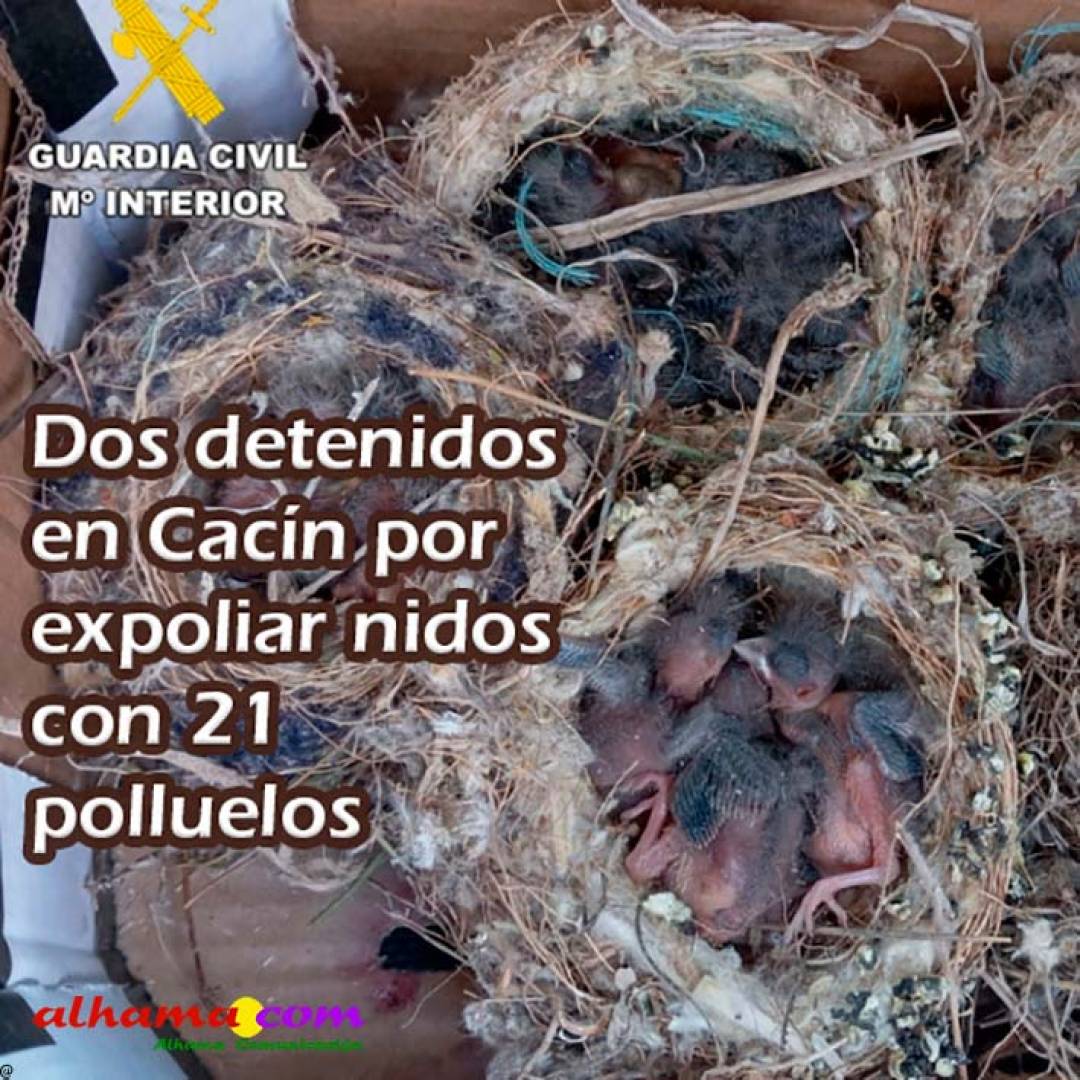 Dos detenidos en Cacín por expoliar nidos con 21 polluelos