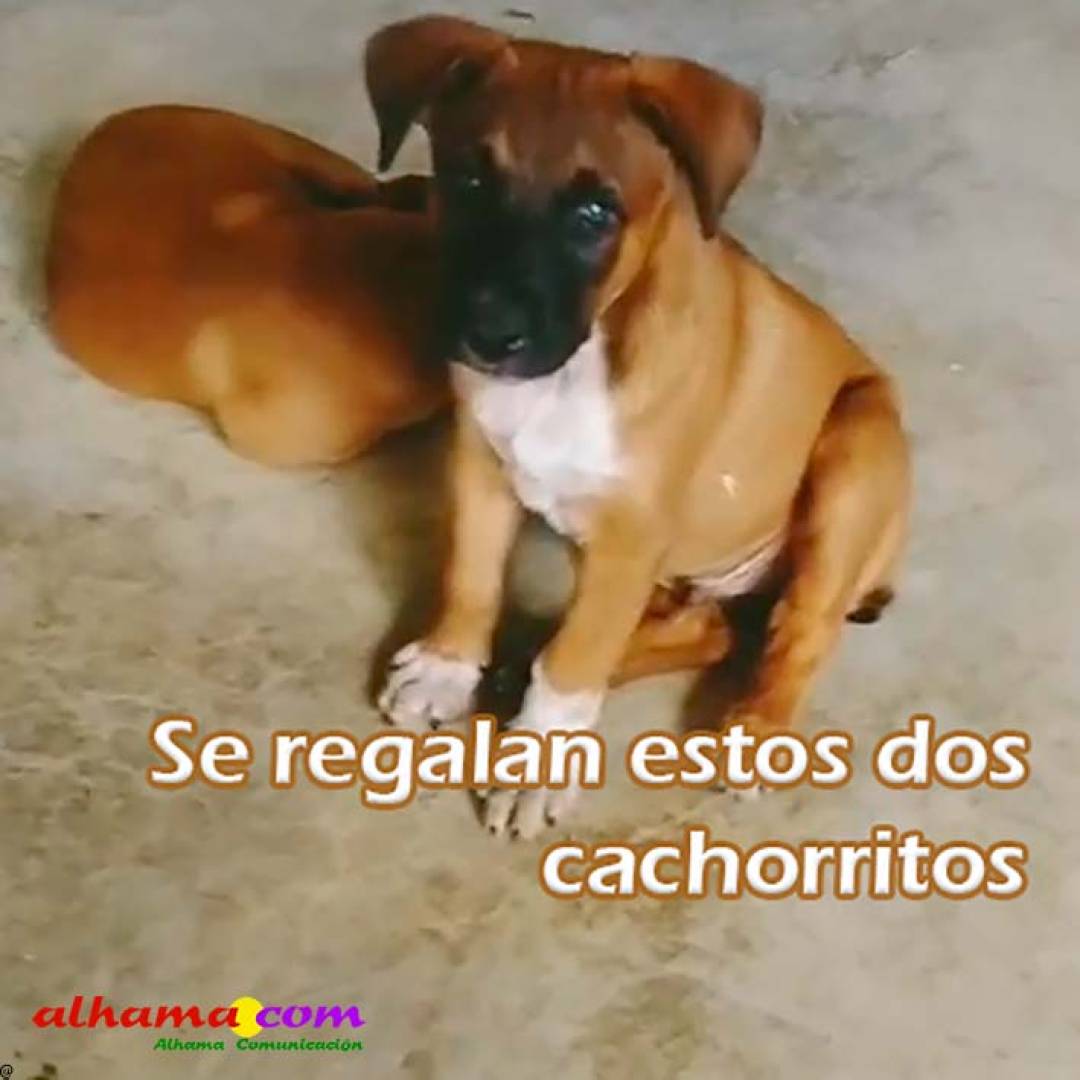 Se dan en adopción dos perritos